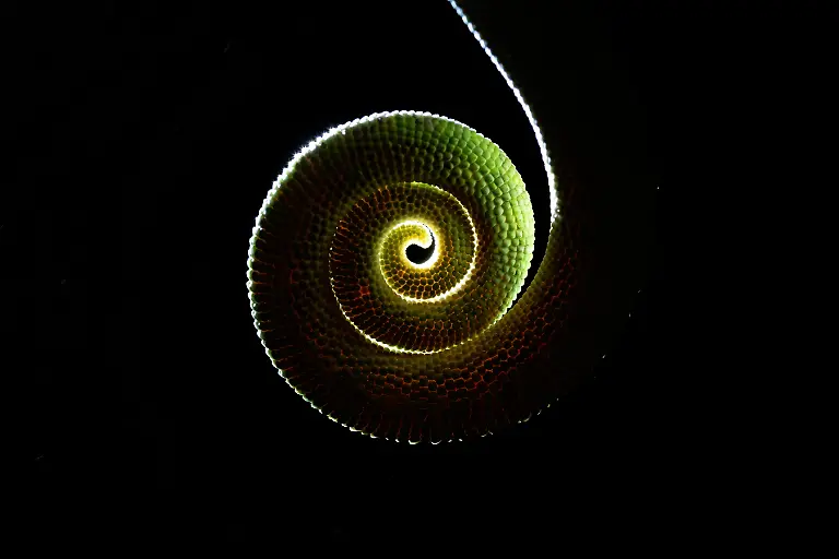 SILVER©Indranil Basu Mallick_Tale of a tail